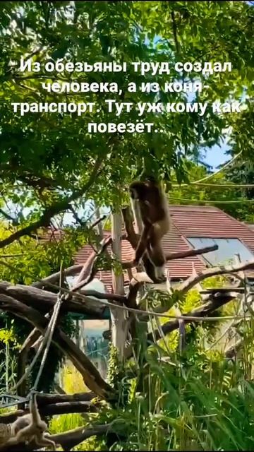 Обезьяны как люди или .. смотреть онлайн