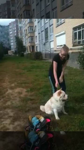 Дрессировка собаки смотреть онлайн