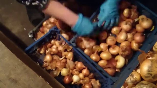 Выращивание зеленого лука ч.1 переборка лука смотреть онлайн