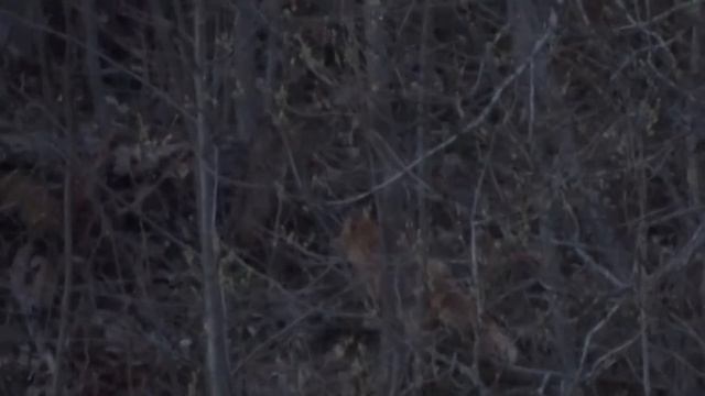 плывём по реке,лиса смотреть онлайн