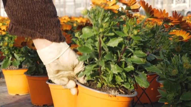 Dimorphoteca смотреть онлайн