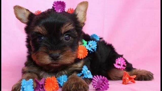 Красота в миниатюре.wmv смотреть онлайн