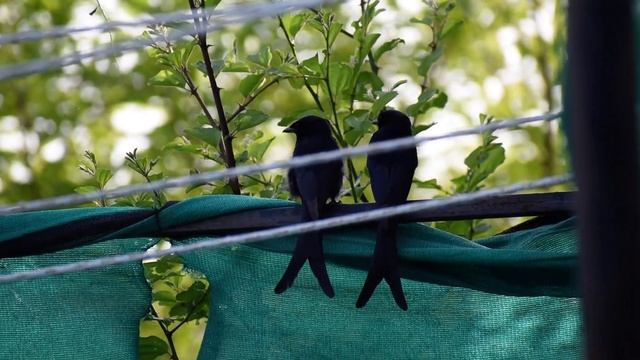 Black Drongo (Dicrurus macrocercus)- 2 pairs смотреть онлайн