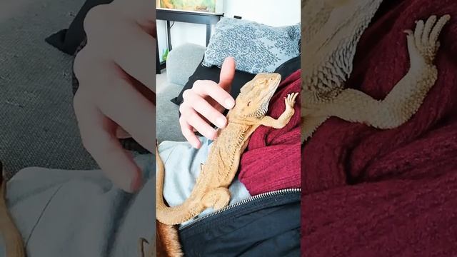 DROGO - Pogona Vitticeps - Dragão Barbudo смотреть онлайн