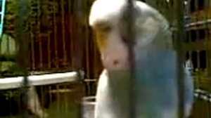 Говорящий попугай Кирилл