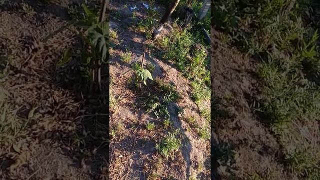 Обзор плантации Павловнии Шанг-Тонг 22.08.2020 смотреть онлайн