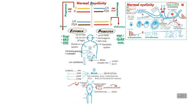 Gyna intro (1): Cyclicity vs Acyclicity смотреть онлайн