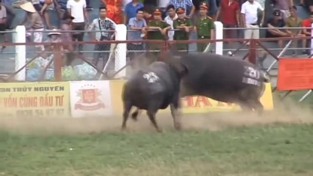 Топ-5 Корридо в Азиа смотреть онлайн