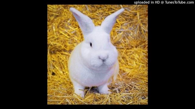 Lapin blanc смотреть онлайн