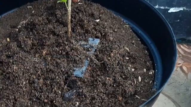 Proses Program dari Nol Anting Putri dan Sancang bersama Bocil@utamaasepbonsaicutting3711 смотреть онлайн