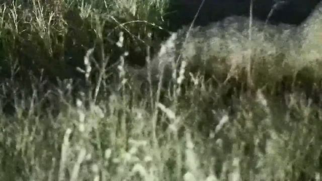 Djuma: White-tailed Mongoose and one youngster - 00:40 - 12/22/21 смотреть онлайн