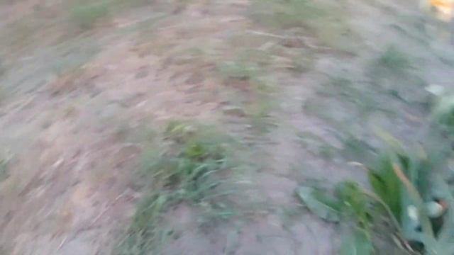 ГАРЯЧА!🔥 пропозиція на іриси!🏵️Мій іридарій у всій красі!🌈 смотреть онлайн