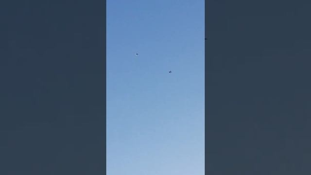 Голуби Турецька такла смотреть онлайн