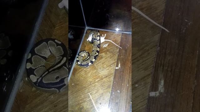 PYTHON LIVE FEEDING смотреть онлайн