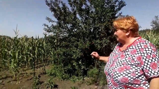 варили молодую кукурузу , день хвастовства смотреть онлайн