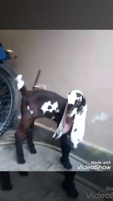 Bangalore Long Ears Male Goats Kids смотреть онлайн