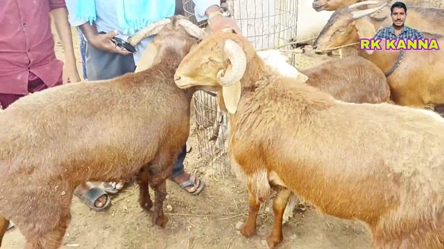 big size sheeps price in pebbair market-sheep videos-biggest sheep market in telangana india-sheep🐑 смотреть онлайн