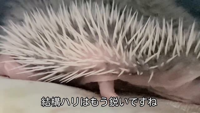 ハリネズミベビー成長記録 生後５日目　ヨツユビハリネズ　子ども動物の赤ちゃん смотреть онлайн