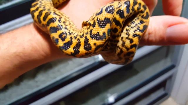 Baby Granite Yellow Anaconda produced by DM Exotics смотреть онлайн