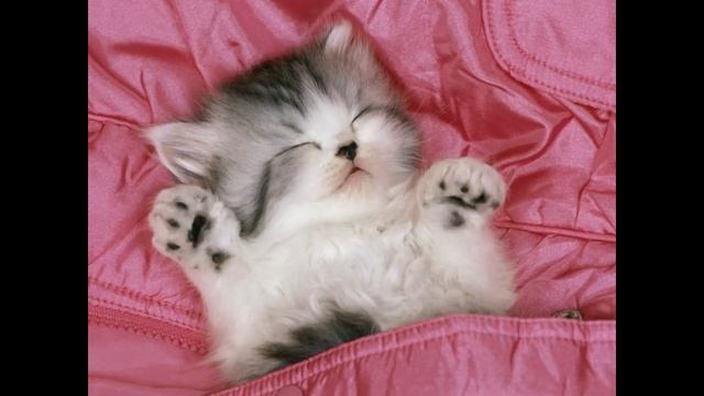 самые милые котята в мире смотреть онлайн