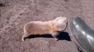 слепыш укусил мем