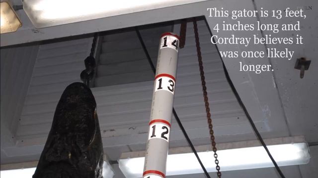 First Time Alligator Hunter Caught 13ft And 604lbs Gator On Ashley River смотреть онлайн