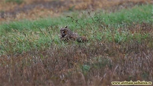 Long-eared owl hunting / Ciuf de padure la vanatoare смотреть онлайн