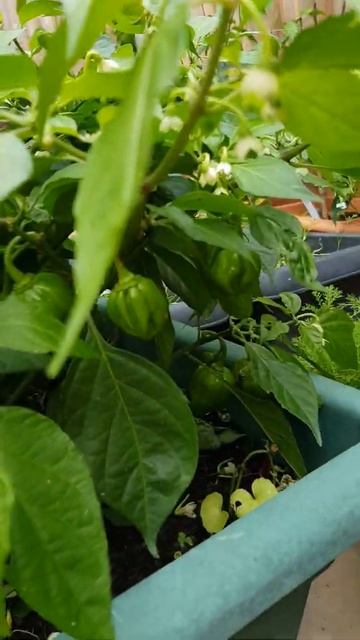 My Garden 2020 смотреть онлайн