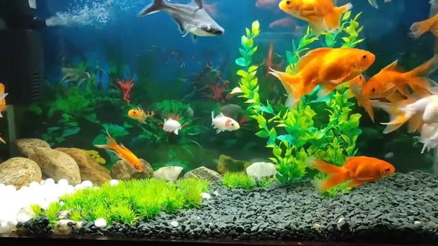 Goldfish aquarium set up 💕🐬 angel carp 🐠 koi carp 🦈shark ♥️ смотреть онлайн