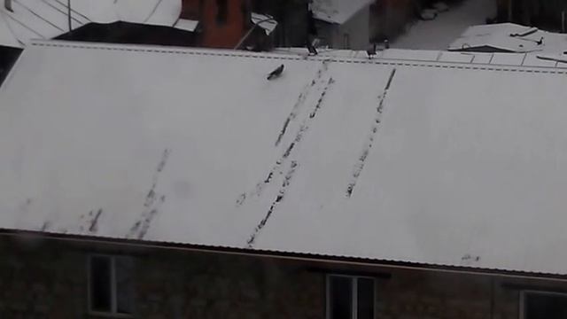 ворона сноубордист смотреть до конца ржака!! смотреть онлайн