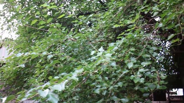 ШЕЛКОВИЦА смотреть онлайн