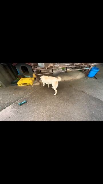 Dog eating fried fish #dog #doglover #rikijonestv смотреть онлайн