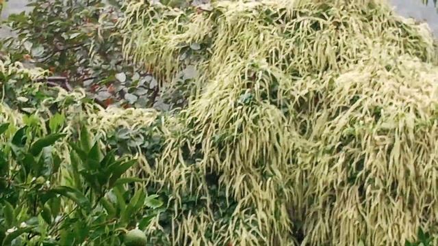 СИЦИЛИЯ. ДОЖДЬ И АПЕЛЬСИНЫ. смотреть онлайн