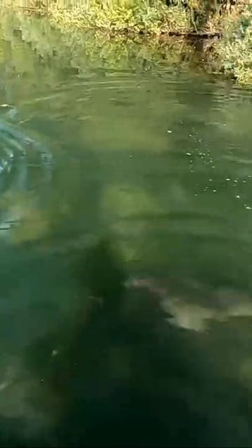 Ikan lele besar jumbo di kali😱 смотреть онлайн