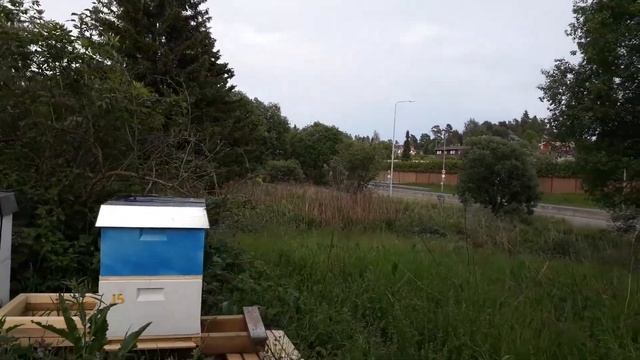 حشرة مثل النحلة لها دور في تلقيح الأزهار لكن لا تصنع العسل 07.06.2021 смотреть онлайн