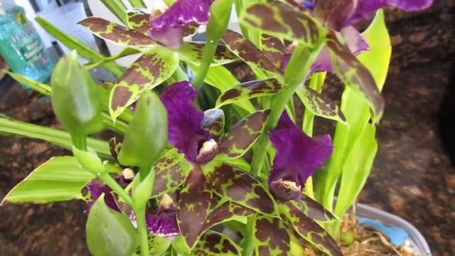 Zygopetalum Advance Australia 'HOF' and other blooms смотреть онлайн