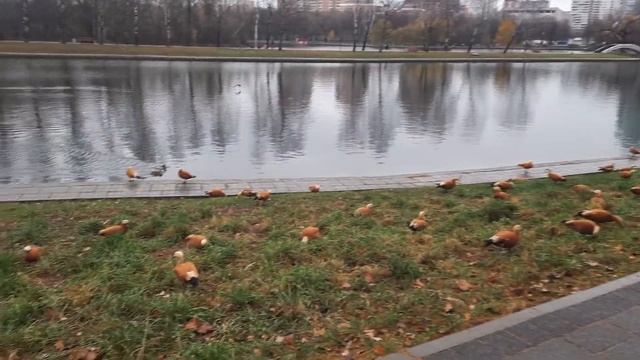 Случайно, в парке Дружба. Москва. смотреть онлайн
