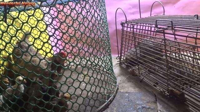 Mother Hen and Baby Chicks Reaction When to find Mongoose & Squirrel смотреть онлайн