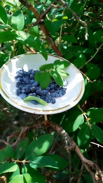 #жимолость#ягоды#сад#дача#деревня#garden#berries#honeysuckle#rec#shorts#кустарники смотреть онлайн