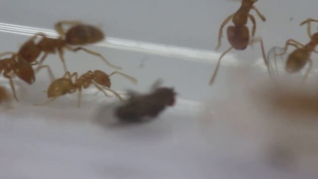 Pseudolasius Cibdelus Colony Live Feeding