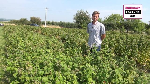 Mikroorganizmy na plantacjach malin letnich i jesiennych смотреть онлайн