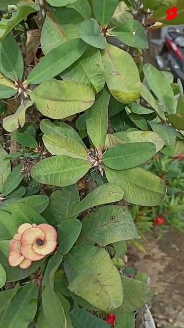 Euphorbia Plant / Mahkota Duri #shorts #plants #euphorbia смотреть онлайн