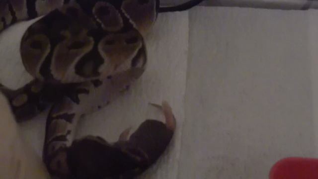 Farrah's First Meal смотреть онлайн