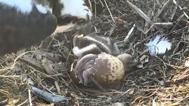 2nd Hatch at Chesapeake's Osprey Nest at 7:20 am EDT 2018 05 24 смотреть онлайн