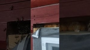 как легко убрать осиное гнездо