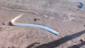 Признаки катастрофы? Рыба «Судного Дня» вновь выплыла на поверхность