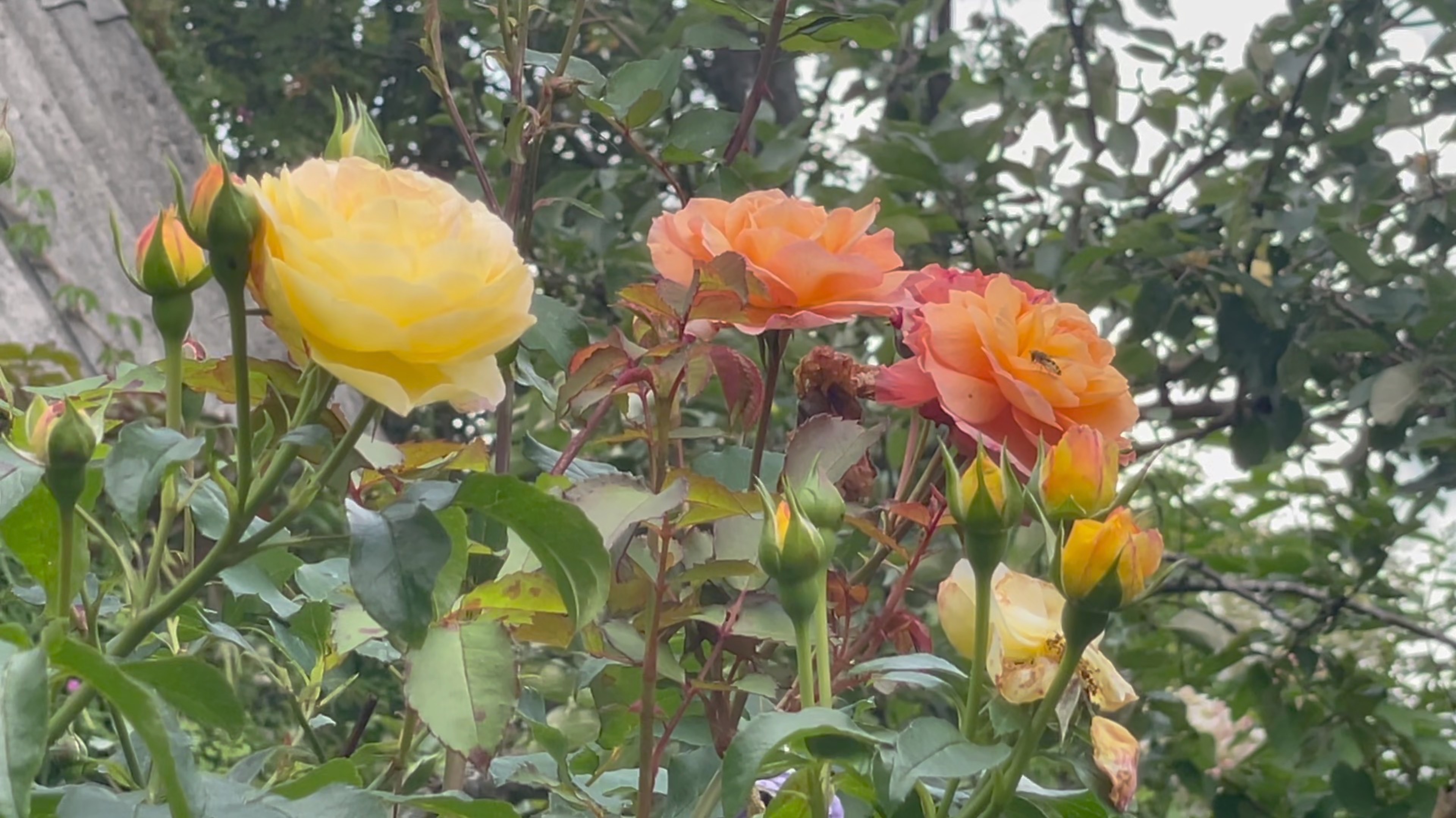 Сентябрь в Саду 3 сентября 2023 часть 2