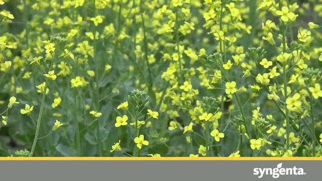 Why was flea beetle in canola feeding so bad in 2017? смотреть онлайн