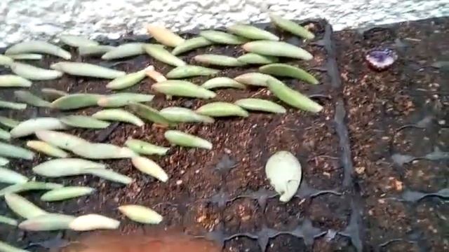 COMO FAZER MUDAS DAS SUAS PLANTAS SUCULENTAS EM BANDEJAS, NOME CIENTÍFICO (Crassula tetragona)(1) смотреть онлайн