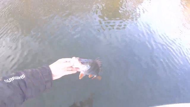 ЗА ЖИРНЫМ ОКУНЕМ в Октябре, смотреть онлайн